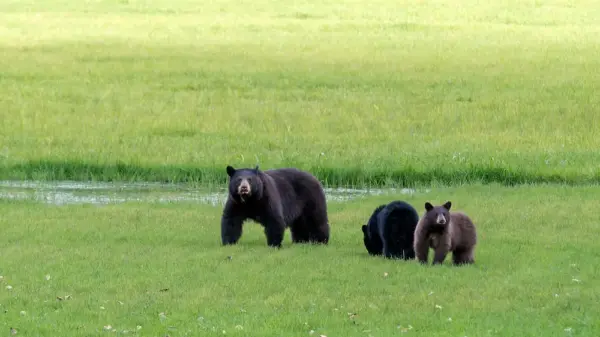 Bären im Clearwater Nationalpark - Klaus Hoffmann - Erlebnisrundreisen.de