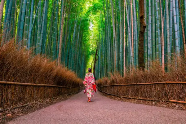 Bambuswald in Arashiyama - f11photo - © f11photo / adobe.com - Erlebnisrundreisen.de