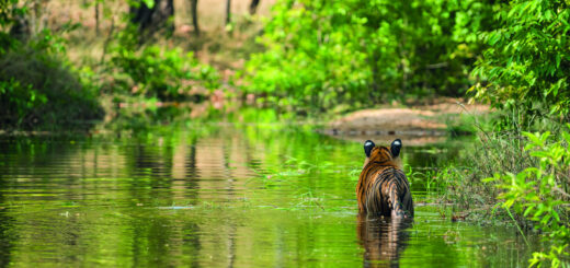 Rundreise Indien: Panorama: Rajasthan, Tigersafaris & Mumbai 2026 | Erlebnisrundreisen.de
