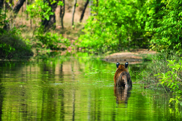 Rundreise Indien: Panorama: Rajasthan, Tigersafaris & Mumbai 2026 | Erlebnisrundreisen.de