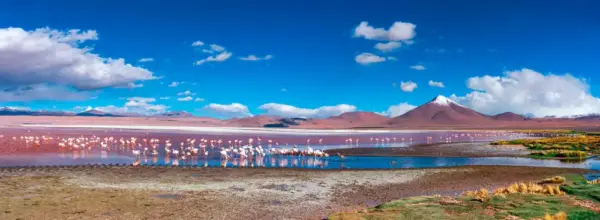Flamingos in Lagune - Belikova Oksana - © Belikova Oksana / Adobe.com - Erlebnisrundreisen.de