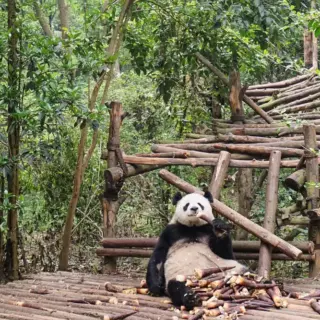 Pandabär in der Aufzucht-Station - Xiaoli Wang - Erlebnisrundreisen.de
