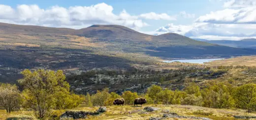 Moschusochsen im Dovrefjell Nationalpark - memory87 - memory87 - adobe.com - Erlebnisrundreisen.de