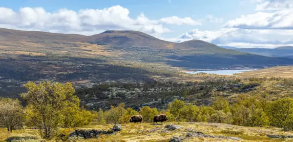 Moschusochsen im Dovrefjell Nationalpark - memory87 - memory87 - adobe.com - Erlebnisrundreisen.de