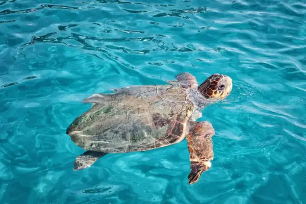 Schildkröte in Strandnähe auf Zykanthos - Yana - © Yana / Adobe.com - Erlebnisrundreisen.de