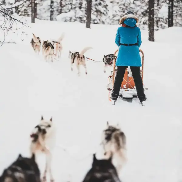 Huskyschlitten-Tour - TravelPhotoBloggers - © TravelPhotoBloggers / Adobe.com - Erlebnisrundreisen.de