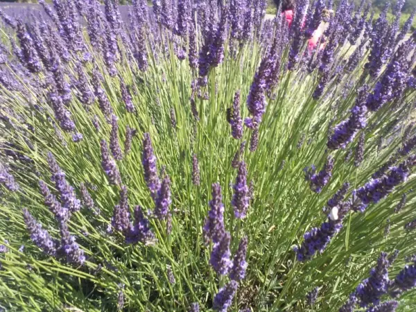 blühender Lavendel - David Schulte