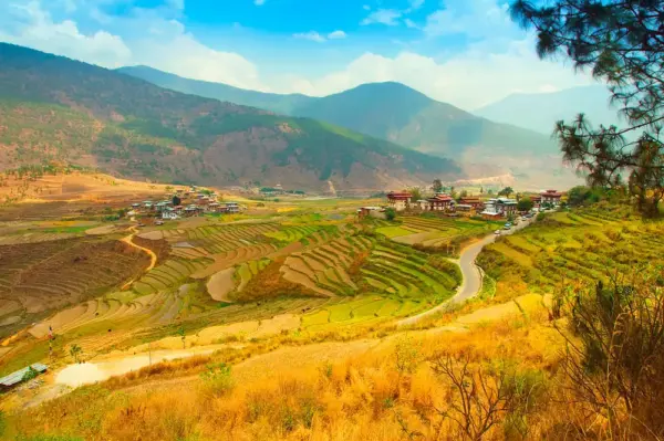 Reisterrassen bei Punakha - olmoroz - © olmoroz / Adobe.com - Erlebnisrundreisen.de