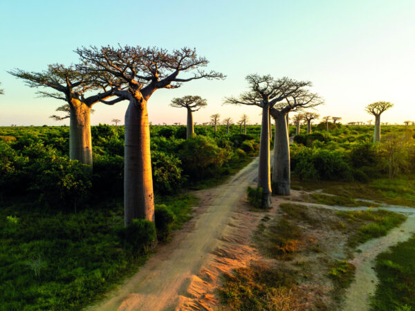 Beautiful,Baobab,Trees,At,Sunset,At,The,Avenue,Of,The