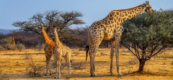 Namibia Bahnreisen