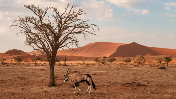 Imposante Oryxantilope in der Namib-Wüste - Hans-Joachim Werz - Erlebnisrundreisen.de