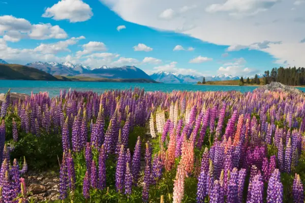Lake Tekapo - WONG CHUN WAI - © WONG CHUN WAI / Adobe.com - Erlebnisrundreisen.de