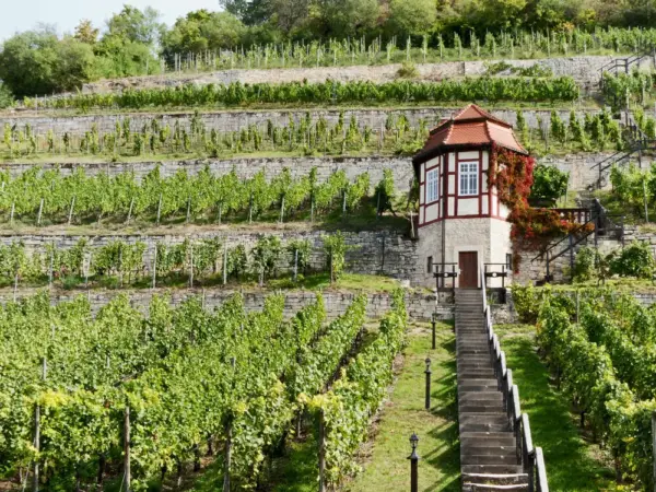 Weinberg bei Freyburg - Jürgen Nickel - © Jürgen Nickel / Adobe.com - Erlebnisrundreisen.de