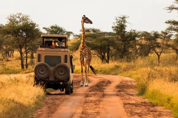 Safari in der Serengeti - danmir12 / Adobe.com - © danmir12 / Adobe.com - Erlebnisrundreisen.de