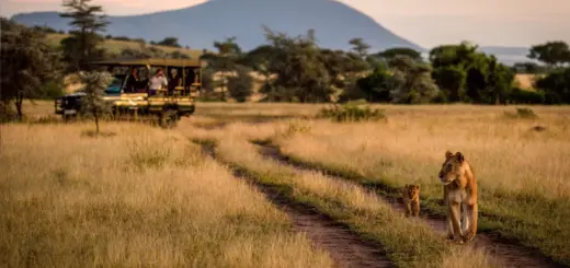 Löwen auf der Safari - Nick Dale - © Nick Dale / Adobe.com - Erlebnisrundreisen.de