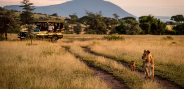 Löwen auf der Safari - Nick Dale - © Nick Dale / Adobe.com - Erlebnisrundreisen.de
