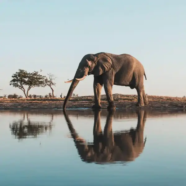 Elefant - Paul Souders/Danita Delimont - © Paul Souders/Danita Delimont / Adobe.com - Erlebnisrundreisen.de
