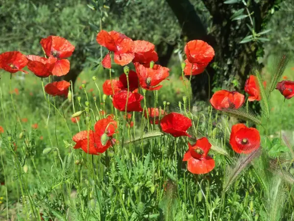 Mohnblumen in der Provence - Cornelia Kolbe - Erlebnisrundreisen.de