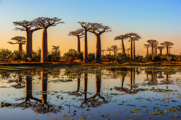 Beautiful,Baobab,Trees,At,Sunset,At,The,Avenue,Of,The