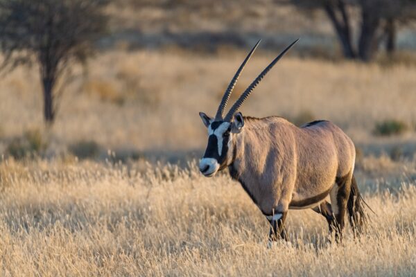 Oryx,In,Wild,Savanna,,,Animal,Of,Africa