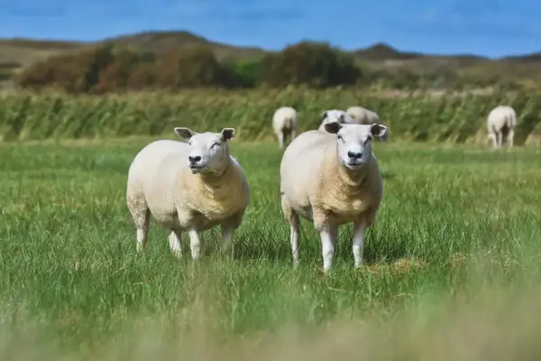 Texel-Schafe - Firn - © Firn / Adobe.com - Erlebnisrundreisen.de