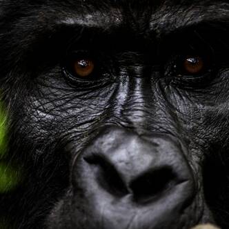 Uganda deutschsprachig gefuehrte Studienreisen 2026  | Tinta Tours Erlebnisreisen