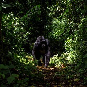 Uganda gefuehrte Rundreisen 2026 | Tinta Tours Erlebnisreisen