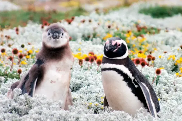 Pinguine in Patagonien - Franz Schubert - Erlebnisrundreisen.de