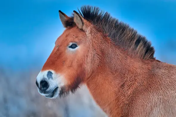 Przewalski-Pferd im Hustai Nationalpark - Ondrejprosicky - © Ondrejprosicky / adobe.com - Erlebnisrundreisen.de