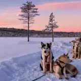Huskies in Schweden - Sabine Hortebusch - © Sabine Hortebusch / Adobe.com - Erlebnisrundreisen.de