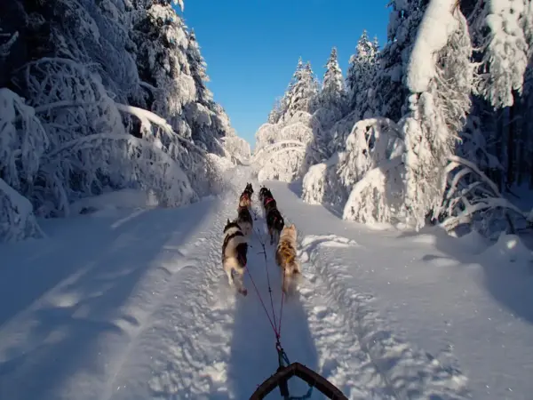 Mit unseren Huskys unterwegs - Lapplands Drag - Erlebnisrundreisen.de