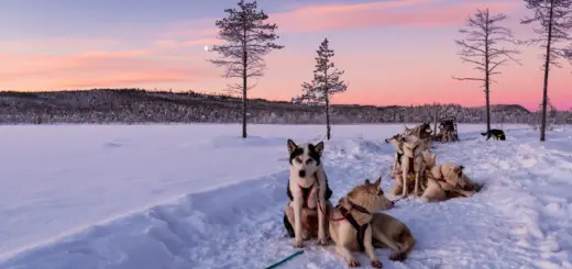 Huskies in Schweden - Sabine Hortebusch - © Sabine Hortebusch / Adobe.com - Erlebnisrundreisen.de
