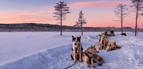 Huskies in Schweden - Sabine Hortebusch - © Sabine Hortebusch / Adobe.com - Erlebnisrundreisen.de