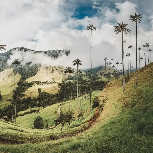 Cocora Valley - Patrick Poendl - © Patrick Poendl / Adobe.com - Erlebnisrundreisen.de
