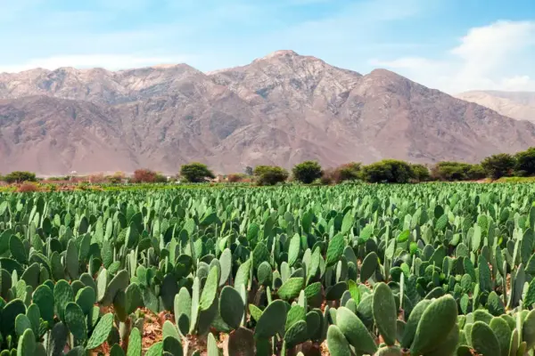 Nopal-Plantage - Daniel Prudek / Adobe.com - © Daniel Prudek / Adobe.com - Erlebnisrundreisen.de