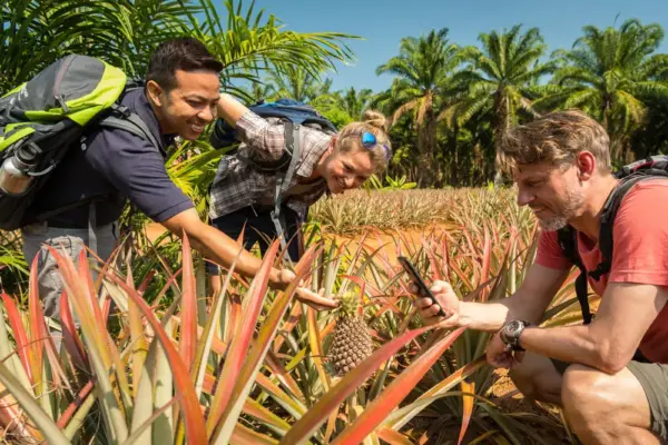 Ananasfelder-Krabi - Dominik Ketz - Erlebnisrundreisen.de