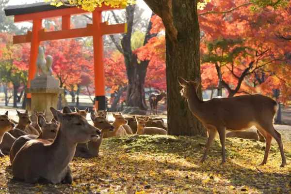 Sikahirsche in Nara - minatocamera - © minatocamera / Adobe.com - Erlebnisrundreisen.de