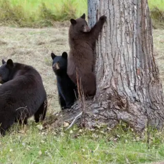 Bären im Clearwater Nationalpark - Klaus Hoffmann - Erlebnisrundreisen.de