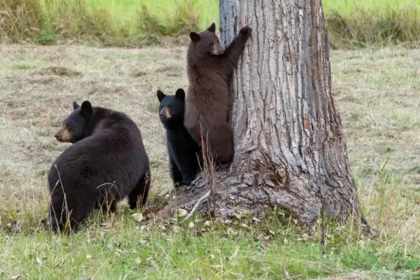 Bären im Clearwater Nationalpark - Klaus Hoffmann - Erlebnisrundreisen.de