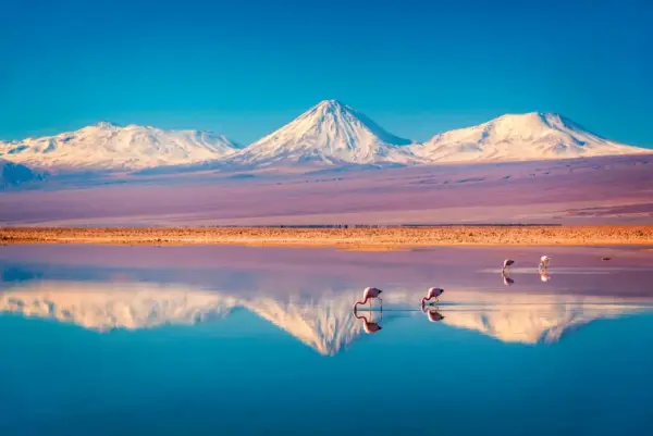 Flamingos am Salar de Atacama - Delphotostock - © Delphotostock / Adobe.com - Erlebnisrundreisen.de