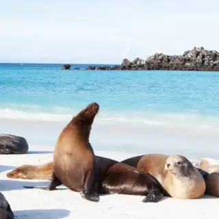 Seelöwen auf Galapagos - Harold Stiver - © Harold Stiver / Adobe.com - Erlebnisrundreisen.de