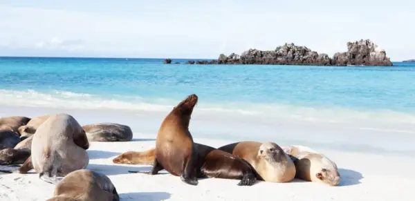 Seelöwen auf Galapagos - Harold Stiver - © Harold Stiver / Adobe.com - Erlebnisrundreisen.de