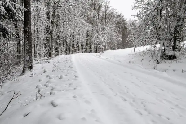 Thüringer Wald im Winter - Thomas - © Thomas / Adobe.com - Erlebnisrundreisen.de