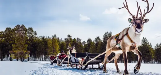 Schlittenfahrt der besonderen Art - - © Harriniva Hotels & Safaris - Erlebnisrundreisen.de
