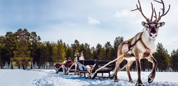 Schlittenfahrt der besonderen Art - - © Harriniva Hotels & Safaris - Erlebnisrundreisen.de