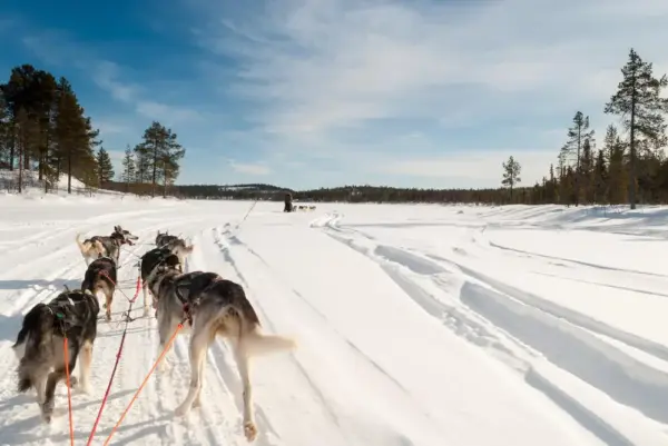 Huskysafari - simonprbenson - © simonprbenson / Adobe.com - Erlebnisrundreisen.de
