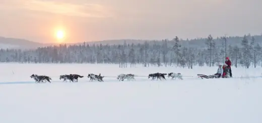 Huskyschlitten-Tour - Anna Öhlund - Anna Öhlund / imagebank.sweden.se - Erlebnisrundreisen.de