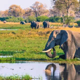 Elefant im Okavango-Delta - Inger Hogstrom/Danita Delimont - © Inger Hogstrom/Danita Delimont / Adobe.com - Erlebnisrundreisen.de