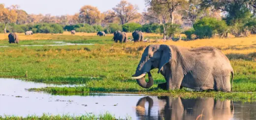 Elefant im Okavango-Delta - Inger Hogstrom/Danita Delimont - © Inger Hogstrom/Danita Delimont / Adobe.com - Erlebnisrundreisen.de