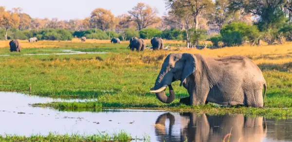 Elefant im Okavango-Delta - Inger Hogstrom/Danita Delimont - © Inger Hogstrom/Danita Delimont / Adobe.com - Erlebnisrundreisen.de